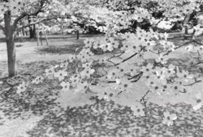 Lee Friedlander: Cherry Blossom Time in Japan 1881337200 Book Cover