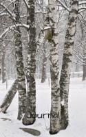 Journal: 5x 8 126 page lined soft covered journal, notebook, diary with birch trees in the winter time on a matte cover 1099356733 Book Cover