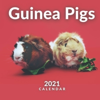 Guinea Pigs Calendar 2021: 12 Month Calendar With Many Colorful Photos B08QLV54GL Book Cover