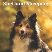 Shetland Sheepdog 2021 Wall Calendar: Animals Dog Breed Calendar 2021, Sheltie dog lover B08RR9S9HM Book Cover