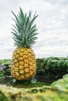 Recipe Journal: Recipe Journal - 6x9 - 120 Lined pages - Recipe Recording Notebook - Matte Cover 1671569377 Book Cover