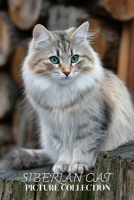 Siberian Cat Photo Collection: Hardy Full-Page Pictures of Siberian Cats and Kittens for All Ages (Calming Pet Books). B0GKP5W5NF Book Cover