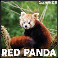 Red Panda Calendar 2021: Official Red Panda Calendar 2021, 12 Months B08VYLFM9T Book Cover