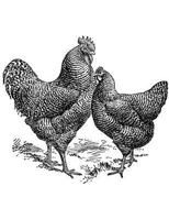 Development of the Plymouth Rock Chicken: The Plymouth Rock as a Bird and As a Breed 1729385818 Book Cover