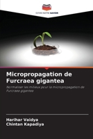 Micropropagation de Furcraea gigantea (French Edition) 6207851668 Book Cover