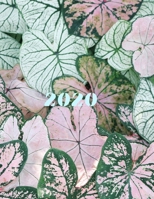 2020: 2020 Blank A4 Journal Lined 1709876107 Book Cover