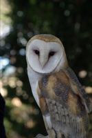 NO more relationships with ‘girls next door’ – after TWO in the ‘Priory Street Posse’: ‘True Love Reigns’ after another break lasting many years. ... like these, who needs Enemies?") B083XT1C9V Book Cover