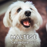 Maltese: 2021 Wall Calendar, Cute Gift Idea For Maltese Lovers Or Owners Men And Women B08QWZKC1Y Book Cover