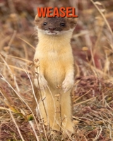 Weasel: Learn About Weasel and Enjoy Colorful Pictures B08MHPYP8V Book Cover
