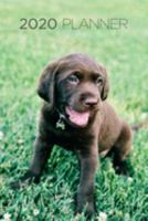2020 Planner: Increase productivity, improve time management, reach your goals: Chocolate Labrador Retriever pup: Modern artistic photography style 1691811904 Book Cover