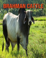 Brahman Cattle: Learn About Brahman Cattle and Enjoy Colorful Pictures B08KPXM2DK Book Cover