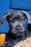 Composition Book: Cane Corso: 140 Page 6x9 Composition Notebook Diary 1979784140 Book Cover