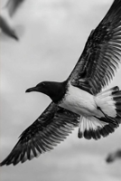 Desirs D'iles: L'un part et l'autre reste... (French Edition) B0GDL5DW4K Book Cover