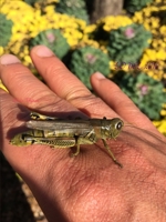 Lo Del 2016 1365771687 Book Cover