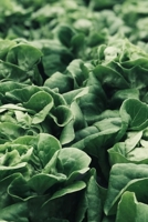 My Journal: Calorie Tracking Food Logbook - 6x9 - 120 pages - Sections to record Breakfast, Lunch, & Dinner, Servings, Workouts, Calories, and Notes - Matte Cover Food Log 1673741304 Book Cover