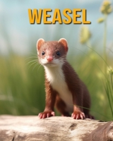 Weasel: Fun Facts Book for Kids B0CF4NY2FM Book Cover