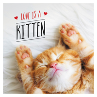 Love is a Kitten: A Cat-Tastic Celebration of the World’s Cutest Kittens 1787832627 Book Cover