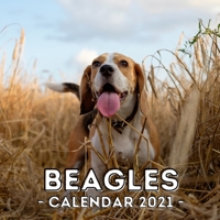 Beagles Calendar: 2021 Beagle Wall Calendar, Cute Gift Idea For Beagle Lovers Or Owners Men And Women B08QWTWKDJ Book Cover