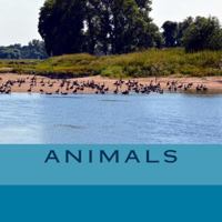 Animals 1 1539481123 Book Cover