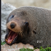 2021: Monthly Photo Calendar | January 2021 - December 2021 | Monthly Calendar with U.S./UK/ Canadian/Christian/Jewish/Muslim Holidays | Adorable Yawning Animals Photo Calendar B08JDTR1RD Book Cover