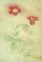Rosa Indica: Floral Notebook with Flower Illustrations on Every Page 1090578970 Book Cover