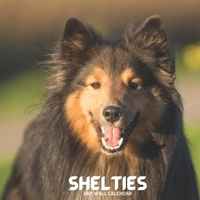 Shelties 2021 Wall Calendar: Shetland Sheepdogs Wall Calendar 2021, Dog Breed Calendar B08RRKTBJ1 Book Cover