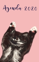 Agenda 2020 : Agenda Settimanale 2020, Agenda GATTO Dal 1 Gennaio 2020 Al 31 Dicembre 2020, Planning e Diario: Tema Gatto 1670379035 Book Cover