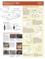 Western U.S. Bats: A Visual Dichotomous Key 057843640X Book Cover