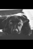 2020 Planner: Increase productivity, improve time management, reach your goals: Labrador Retriever: Modern artistic black and white photography style 1691811750 Book Cover