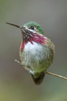 Hummingbird Journal: A 120 Page 6X9 Blank Lined Notebook / Journal Gift For Hummingbird Lovers , Bird Watchers and More 1798938189 Book Cover