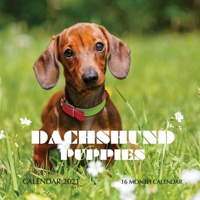 Dachshund Puppies Calendar 2021: 16 Month Calendar B08LGB4H19 Book Cover