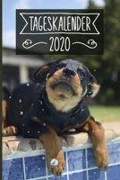 Tageskalender 2020: Terminkalender ca DIN A5 weiß über 370 Seiten I 1 Tag eine Seite I Jahreskalender I Rottweiler I Hunde 1703049810 Book Cover