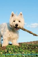 West Highland White Terrier Affirmations Workbook West Highland White Terrier Presents: Positive and Loving Affirmations Workbook. Includes: Mentoring 1526977486 Book Cover