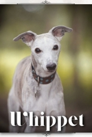 Whippet: Dog breed overview and guide B0C9SC6XVK Book Cover