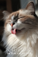 Ragdoll Cat Photo Collection: Gentle Full-Page Pictures of Ragdoll Cats and Kittens for All Ages (Calming Pet Books) B0GHRXYQD9 Book Cover