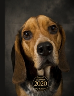 January - December 2020 Daily & Weekly Planner: 1 Year Personal Calendar; Cute Beagle 1711753998 Book Cover