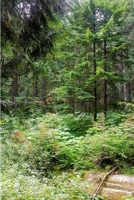 Forest Talks: a book about growth and healing. 1651446741 Book Cover