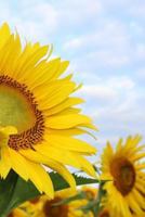 Sunflower Notebook 1717581455 Book Cover