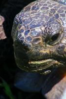 Close Up of a Gopher Tortoise Journal: Take Notes, Write Down Memories in This 150 Page Lined Journal 1979412235 Book Cover