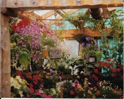 Chasing Alaskan Dreams 0692708391 Book Cover