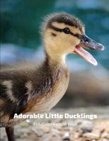 Adorable Little Ducklings Full-Color Picture Book: Chicken and Chicks Picture Book for Children, Seniors and Alzheimer's Patients 1093898887 Book Cover