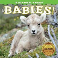 Bighorn Sheep Babies 1560377283 Book Cover