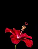 Daily Diary: Blank 2020 Journal Entry Writing Paper for Each Day of the Year | Tropical Hibiscus Flower | January 20 - December 20 | 366 Dated Pages | ... Your Life, Set Goals & Get Things Done 1676698205 Book Cover