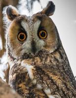 Notebook: Real Long Eared Owl Photo Cover Notebook - Perfect for Owl or Bird Lovers to Use as Notebook Journal or Diary - Large 8.5x11 Size with 120 College Ruled Lined Pages 107617180X Book Cover