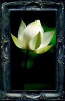Letting the Lotus Bloom, the Expression of Soul through Flowers 1595264353 Book Cover