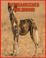 Afrikanischer Wildhund: Erstaunliche Bilder und Fakten über Afrikanischer Wildhund B08WJR211Y Book Cover