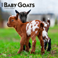 Baby Goats 2025 12 X 24 Inch Monthly Square Wall Calendar Plastic-Free 1975476573 Book Cover