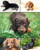 2020 Weekly and Monthly Planner: Dachshund Dogs Collage - Monthly Calendar with U.S./UK/ Canadian/Christian/Jewish/Muslim Holidays- Calendar in Review/Notes 8 x 10 in.- Dog Breed Pets 1692800280 Book Cover