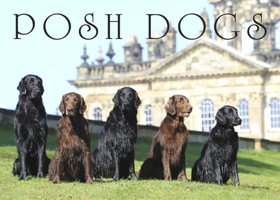 Posh Dogs 1910258768 Book Cover