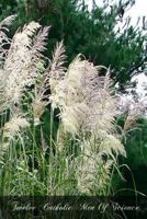 Twelve Catholic men of Science 1478149108 Book Cover